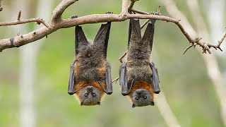 لماذا ينام الخفاش بالمقلوب؟ اكتشف السر !