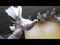 Казахстанские голуби агараны,сиренивые,пепельные/Племя.#pigeons