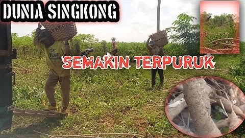 SINGKONG CELENG/GARUDA DARI LAMPUNG