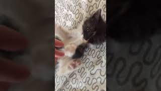 Котёнок с лицом человека.Ищет дом. Окрас чёрный дым. Котёнок с лицом человека.Ищет дом. Окрас чёрный дым.