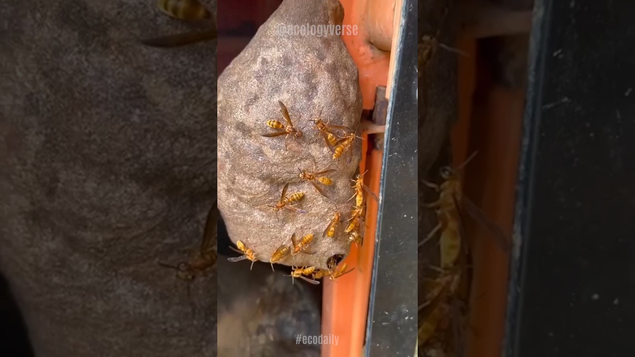 Guêpes Vraiment Sympa 👌🐝