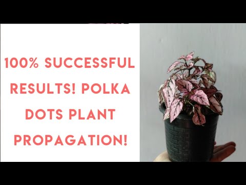 וִידֵאוֹ: Starting Plant Dots - How To Propague A Plant Dot