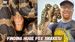 Finding HUGE Fox Snakes in Michigan! Herping Trip 2021