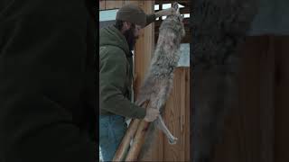 Flintlock Coyote Hunting and Bark Tanning @clayhayeshunter