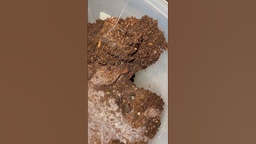DUO  Tarantula Video ! #fyp #tarantulafeeding #tarantulavideo #tarantulas #interestingfacts