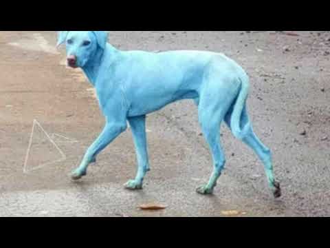 Video: La Impactante Razón Por La Que Estos Perros En Mumbai Se Volvieron Azules