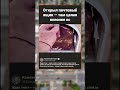 Открыл почтовый ящик — а там осиное гнездо 😱