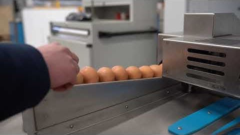 Egg Grader - S21