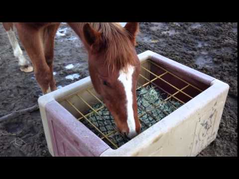 Freedom Feeder Extended Day Slow Feeder Hay Net Youtube
