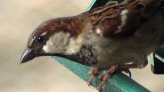 House Sparrow - HD Mini-Documentary