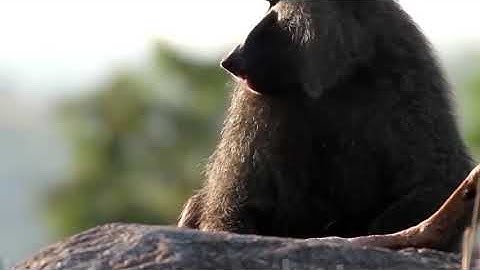 Unbelievable! Capuchin Monkey Save Mouse From Banded Krait Snake Hunt | Amazing Python vs Big Cat