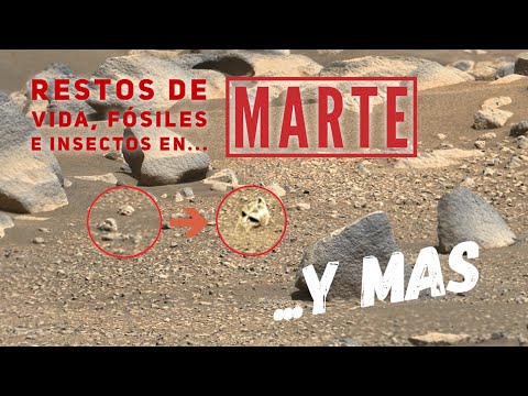 Vídeo: Insectos En Marte: Fueron Descubiertos Por Un Profesor Entomólogo Estadounidense - Vista Alternativa