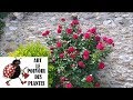 Conseils jardinage comment russir sa bouture de rosier plante vivace