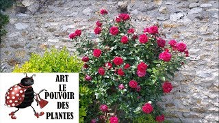 Conseils jardinage: Comment réussir sa bouture de rosier: Plante vivace