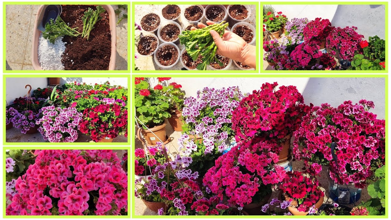 📢CEYLAN GÖZÜ ÇELİKTEN NASIL ÇOĞALTILIR TOPRAK KARIŞIMI,BUDAMASI,ÇELİKLERİN BOYU, KAÇ SANTİM OLMALI?