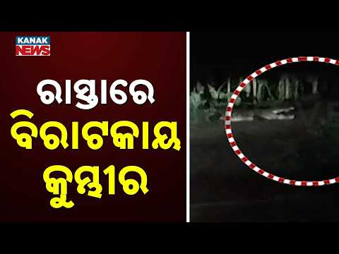 ରାସ୍ତାରେ ବିରାଟ କୁମ୍ଭୀର | Crocodile on Road in Odisha | Giant Reptile Blocks Kendrapara Route