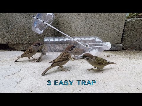 Awesome!  3 Easy bird trap