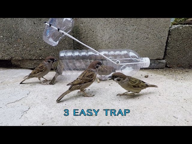 Awesome!  3 Easy bird trap class=