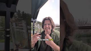 I try Gingerbread Pepsi from the UK! #expat #foodreview #britishfood #mukbang #funny #comedy #pepsi