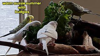 Budgie TV: Budgie Sounds for Lonely Birds by Pet TV Australia 765 views 1 year ago 2 minutes, 47 seconds