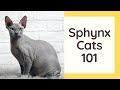 Sphynx Cats 101 - Cat Breed And Personality の動画、YouTube動画。