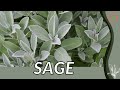 SAGE Grow in 1 Minute!! (History, Growing, Nutrition, Companion Planting!)