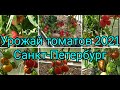 Урожай томатов сезона 2021 года в теплице. Обзор сортов.