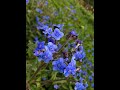 Chinese Forget Me Not: Easy to Grow & Ideal for Bouquets