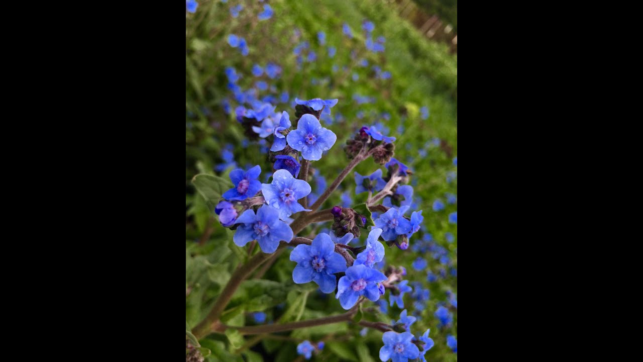 Growing The Beautiful Chinese Forget Me Not - Celtic Roots Farm