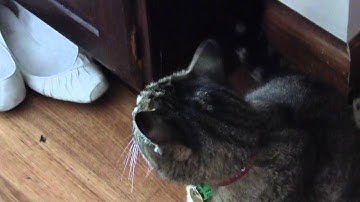 Cat Bifenthrin (Pyrethroid) poisoning