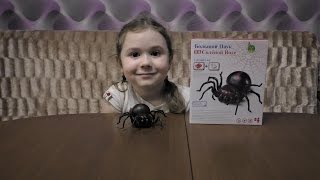ШОК Большой черный паук spider tarantula с красными глазами бегает от соленой воды ШОК Большой черный паук spider tarantula с красными глазами бегает от соленой воды