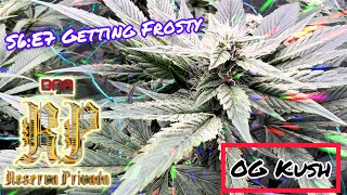 Seed to Harvest - [Weekly Update’s]