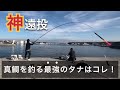 カゴ釣り初心者でも真鯛が釣れまくる最強の仕掛けとタナはコレ!