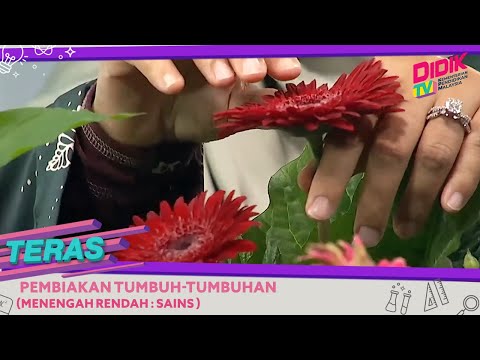 Video: Cara Membiak Tumbuhan Pejabat - Ketahui Mengenai Pembiakan Tumbuhan Di Pejabat