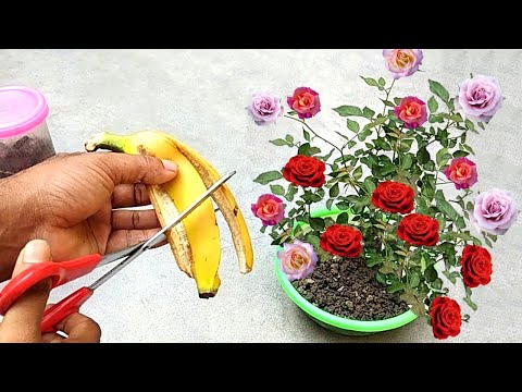 Vídeo: Como Dar Uma Flor Para Uma Menina