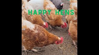 Best Food for Happy and Healthy Hens by Broken Arrow Farm 157 views 2 months ago 1 minute, 5 seconds