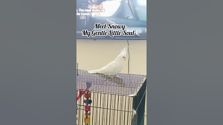 Bringing home magic in feathers 🕊️#cockatiel #snowythecockatiel#Firstpetfeels#youtubeshorts #love