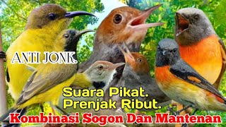 SUARA PIKAT PRENJAK RIBUT, KOMBINASI SOGON DAN MANTENAN, PALING ANDAL..