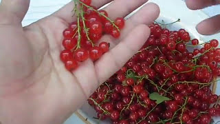компот из красной смородины компот из красной смородины