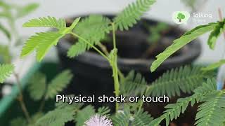 Exploring the hidden secrets of Touch Me Not Plant ( Mimosa pudica )!