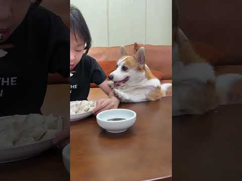 贪吃的柯代表来了 当你有只嘴馋小狗 柯基