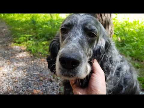 Видео: Алиса - лиса. Кратко о друзьях лисы. Вводные.