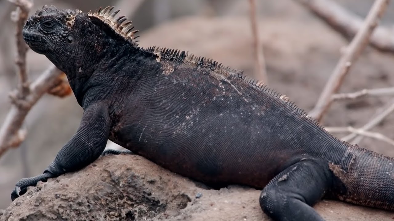 How Marine Iguanas Are Surviving Climate Change | Bbc Earth