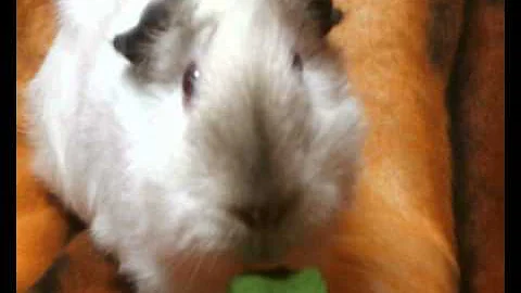 Demi Mitchell contest  cutest pet