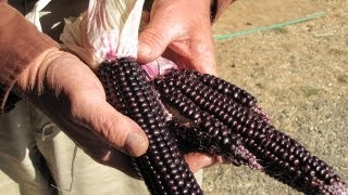 A Farmer and his Corn