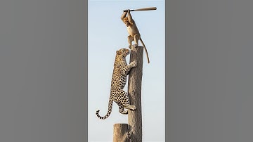 The monkey defeated the leopard that was chasing it#monkey #leopard #animals #africa #shortvideo