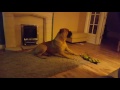 Bullmastiffs guarding (Beau & Sasha)