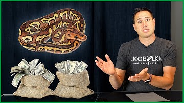 Why Are Ball Pythons SO EXPENSIVE?