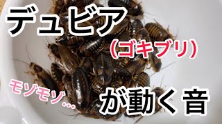 デュビアの飼い方 飼育方法 餌 容器 ケージ 繁殖 増やし方 温度 掃除 す さんの釣行記 釣り情報 時々aqua デュビアの飼い方 飼育方法 餌 容器 ケージ 繁殖 増やし方 温度 掃除 す さんの釣行記 釣り情報 時々aqua