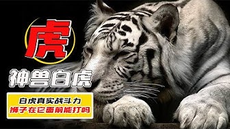 白虎 Youtube 白虎 Youtube